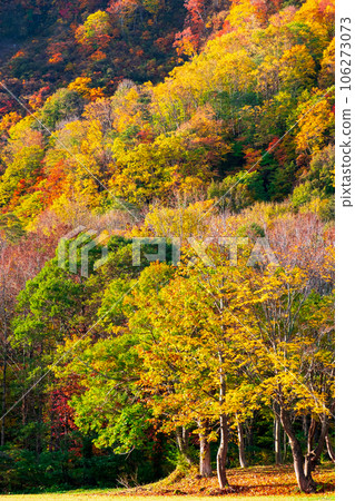 秋葉(秋田縣木地山高原) 秋葉(秋田縣木地山高原) 106273073