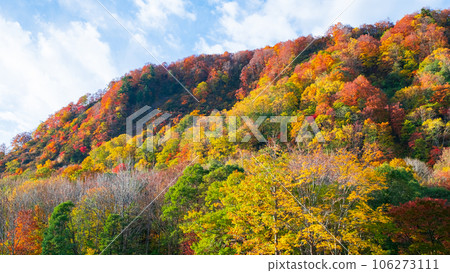秋葉（秋田縣木地山高原） 106273111