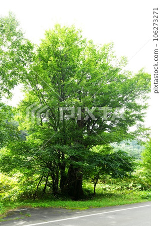 [Shimukappu Village's elm tree, which is said to be a "mysterious weeping tree"] 106273271