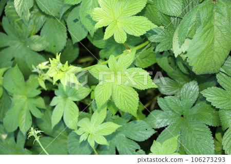 Cana Namgra (autumn hay fever) Cana Namgra (autumn hay fever) 106273293