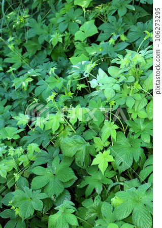 Cana Namgra (autumn hay fever) Cana Namgra (autumn hay fever) 106273295