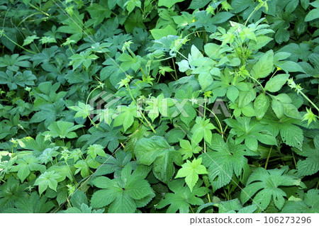 Cana Namgra（秋季花粉熱） 106273296