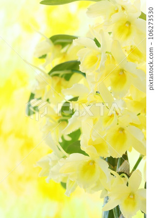 石斛蘭黃花西方蘭花明亮的背景 106273530