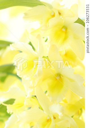 Dendrobium yellow flower Western orchid bright background 106273531