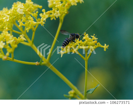 切葉蜂、吸蜜蜂 切葉蜂、吸蜜蜂 106273571