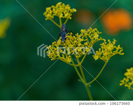 Nectar sucking of hunting bees Black wasp ♀ Nectar sucking of hunting bees Black wasp ♀ 106273660