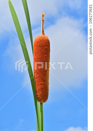 蠟燭狀花蕾 106273681