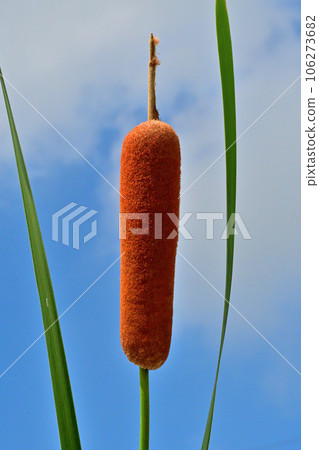 Candle-shaped buds Candle-shaped buds 106273682