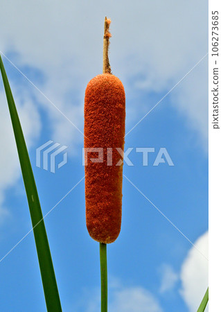 Candle-shaped buds 106273685