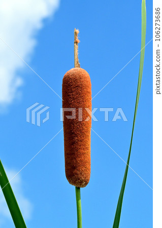 Candle-shaped buds Candle-shaped buds 106273686