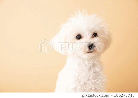 坐著的 Maltipoo 小狗的半身像 坐著的 Maltipoo 小狗的半身像 106273715