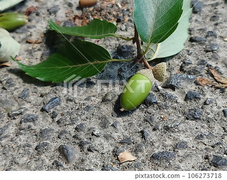 地上的藍色橡子 106273718