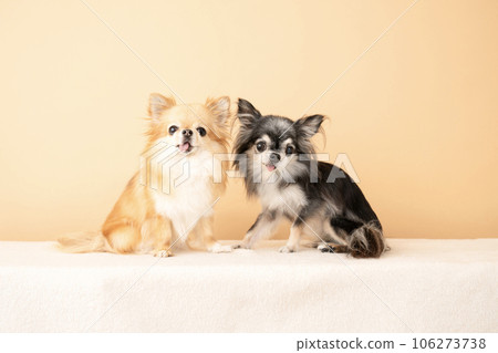 兩隻吉娃娃坐著 106273738