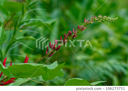紅珊瑚花 紅珊瑚花 106273751