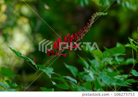 red coral flower 106273753