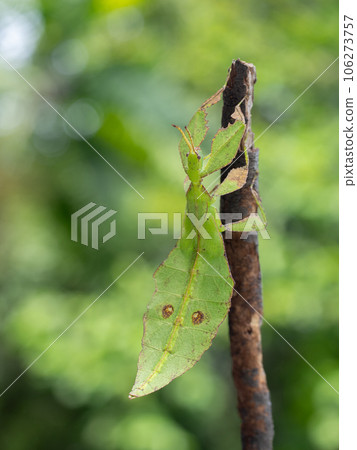 Leaf Insect on branch nature background Leaf Insect on branch nature background 106273757