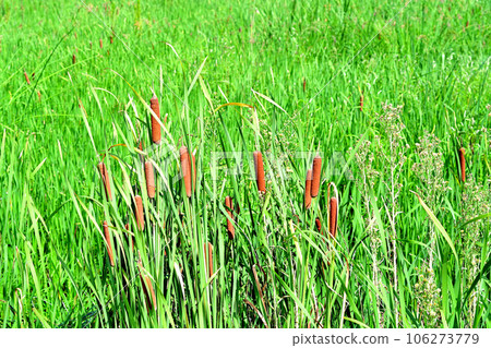 休耕地上形成了香蒲群 106273779