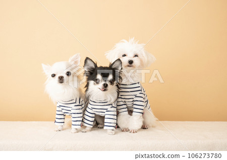 兩隻吉娃娃和一隻馬爾濟斯犬幼犬穿著條紋衣服 106273780