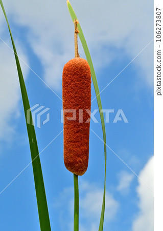 Reddish-brown ears of cattails shining in the blue sky Reddish-brown ears of cattails shining in the blue sky 106273807