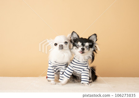 兩隻身穿條紋衣服的吉娃娃 106273835
