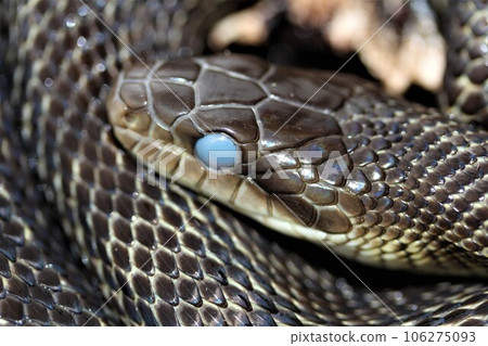 蛇蛻皮的眼睛 106275093