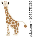 Giraffe  106275139