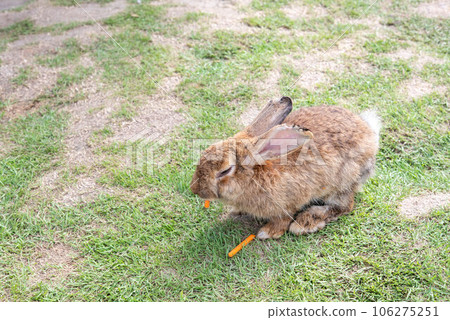 rabbit on the grass isolated from the background Asian species 106275251