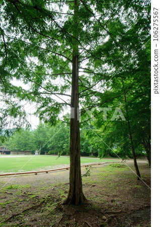 Metasequoia tree Metasequoia tree 106275567
