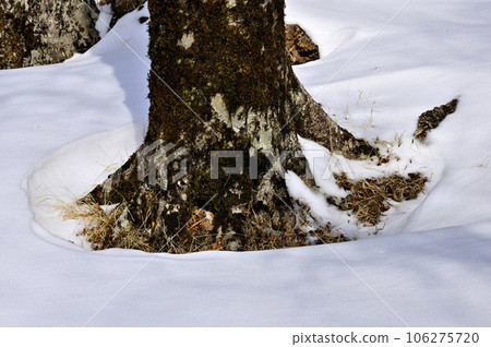 丹澤雪山 鍋割山脊大丸森林 丹澤雪山 鍋割山脊大丸森林 106275720