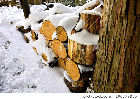 Felled trees covered with snow Okura Ridge in Tanzawa 106275819