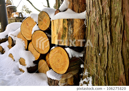 Felled trees covered with snow Okura Ridge in Tanzawa 106275820
