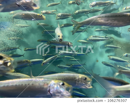 A school of sardines in a tank A school of sardines in a tank 106276307