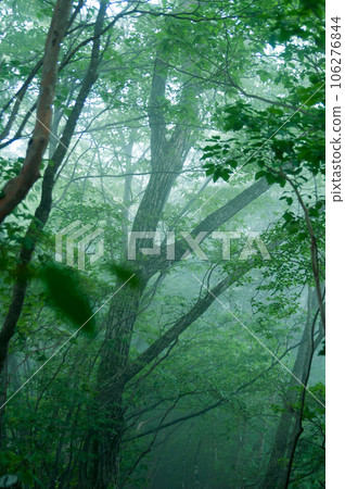神秘森林圖片照片 106276844