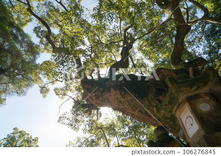 奈良春日大社天空上覆蓋著巨樹和傳統燈籠 106276845