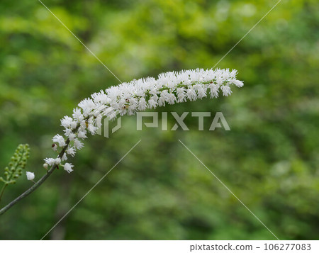 White sargassum in the forest in early autumn 106277083