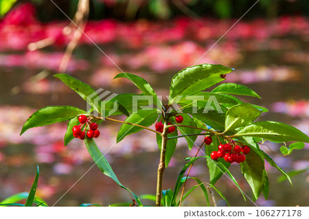 Ichinomiya, Mori-machi, Shuchi-gun, Shizuoka Prefecture Okuni Shrine and its precincts 106277178