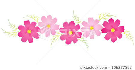 粉紅色的波斯菊花裝飾秋季櫻花秋季框架 106277592