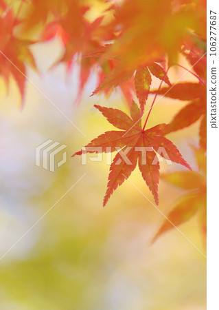 秋天的楓葉特寫 秋天的楓葉特寫 106277687