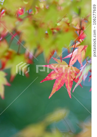 秋天的楓葉特寫 106277689