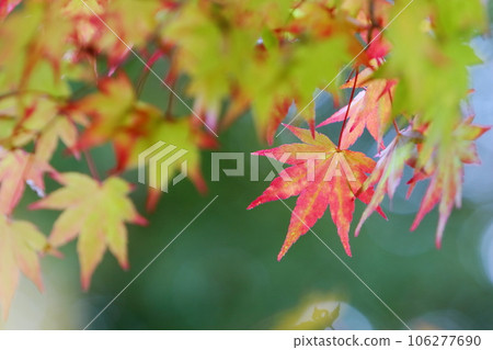 秋天的楓葉特寫 106277690