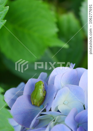 一隻青蛙坐在繡球花上 106277691