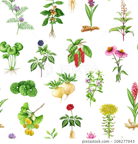 Adaptogenic medicinal plants and herbs seamless pattern. Watercolor botanical illustration. Hand drawn different organic fresh medicinal plant and herb seamless pattern. White background 106277843