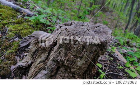 Old Stump Old Stump 106278068
