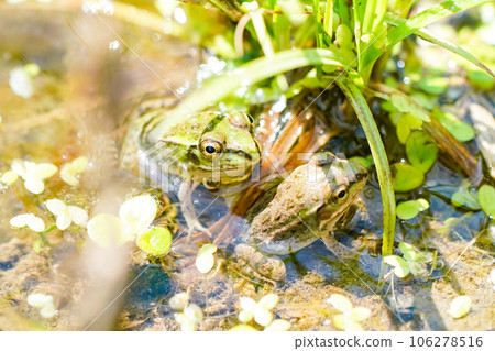 Tokyo Dharma frog in paddy field 106278516