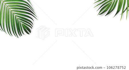 Summer tropical leaves on white background with copy space 106278752