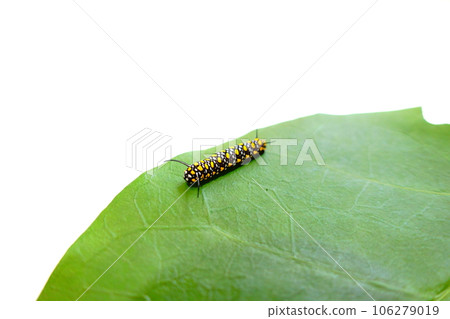 栗虎蝴蝶 蝴蝶幼蟲 栗虎蝴蝶 蝴蝶幼蟲 106279019