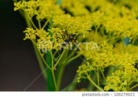 Mikado tokkuribachi ♀ sucking nectar from flowers 106279021