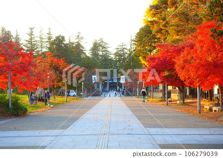 Matsugasaki Park Autumn leaves Yellow leaves 106279039