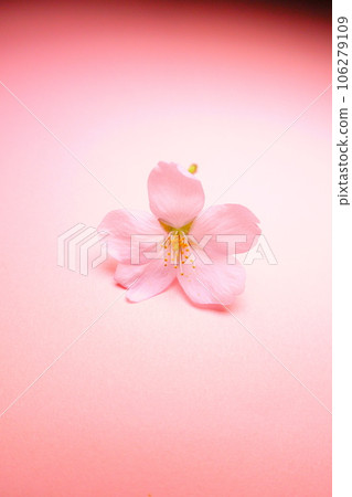 Cherry blossoms in full bloom, cherry blossoms, cherry blossoms, cherry blossoms, petals, someiyoshino Cherry blossoms in full bloom, cherry blossoms, cherry blossoms, cherry blossoms, petals, someiyoshino 106279109