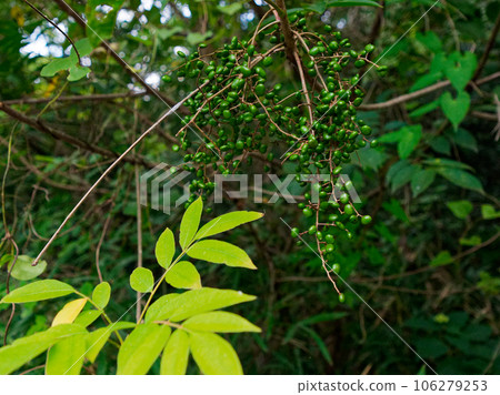 漆樹科植物的藍色果實 106279253